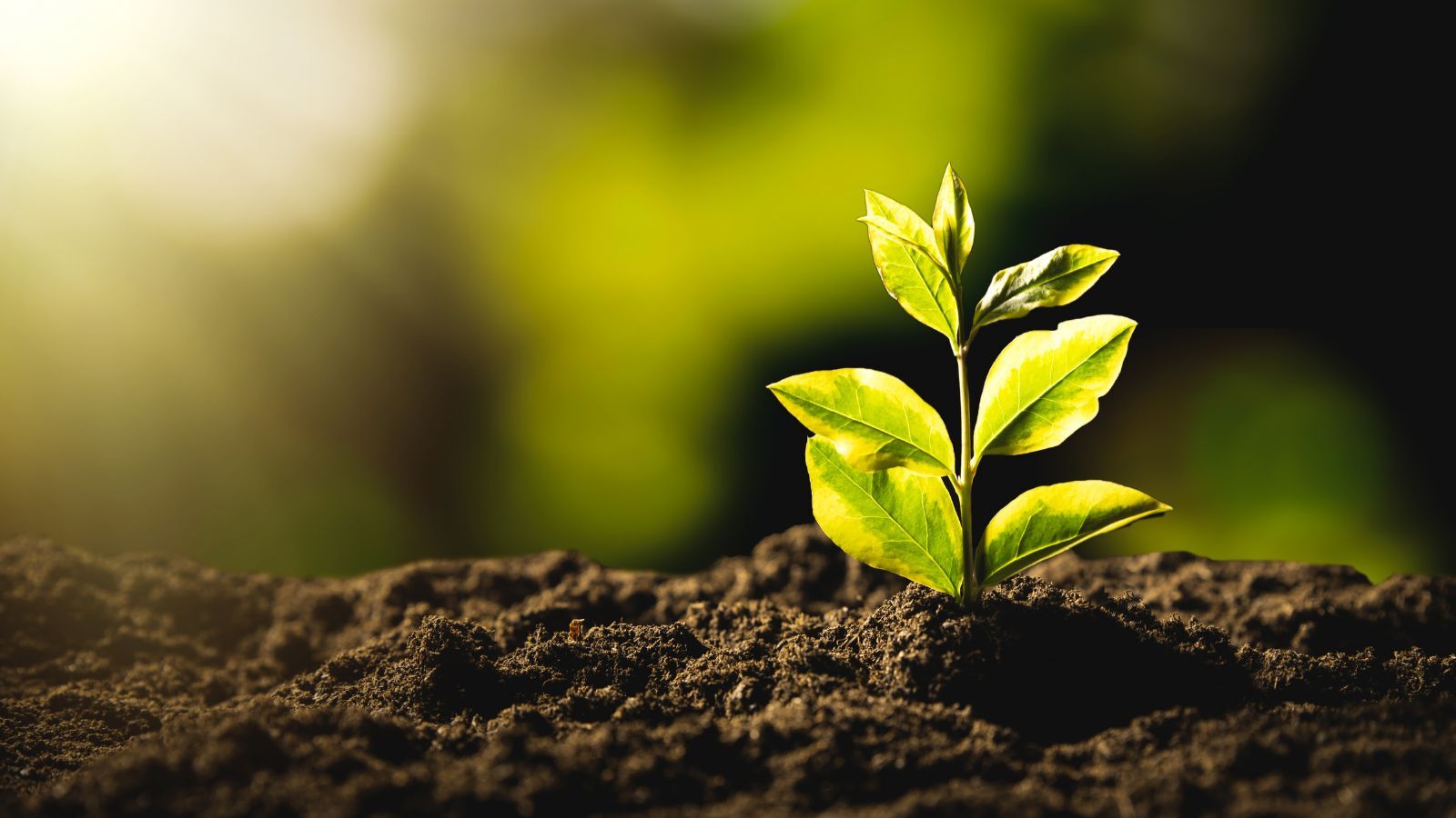 Sustainability in Marketing: Connect with Green-Minded Customers